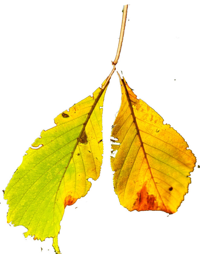 Free Fallin': Today is the official start of autumn | News, Sports